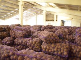 Выращивание картофеля-523