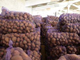 Выращивание картофеля-538