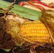 Является самым важным зерном после пшеницы и риса в мире, и мы с радостью готовы предложить Вам наш продукт - кукурузу от ВИМАЛ-АГРО