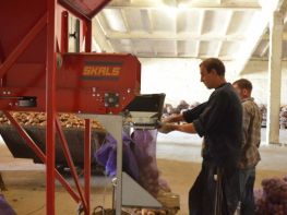 Вирощування картоплі-575