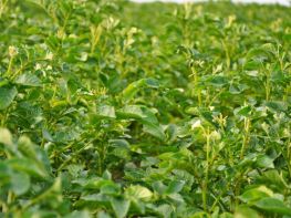 Вирощування картоплі-582