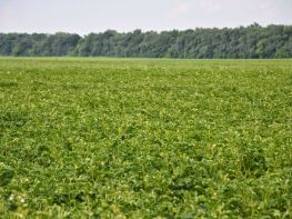 Вирощування картоплі-584