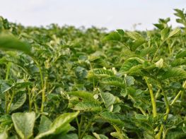 Вирощування картоплі-601