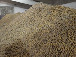 Вирощування картоплі-552