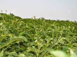 Вирощування картоплі-581