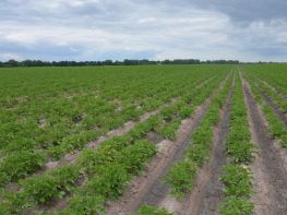 Вирощування картоплі-611