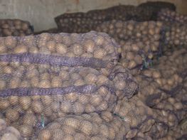 Вирощування картоплі-543