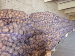 Вирощування картоплі-531