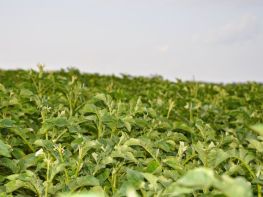 Вирощування картоплі-583