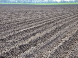 Вирощування картоплі-614