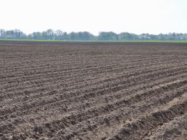 Вирощування картоплі-624