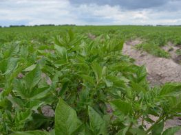 Вирощування картоплі-612