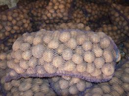 Вирощування картоплі-540