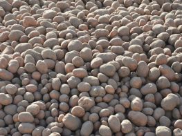 Вирощування картоплі-572