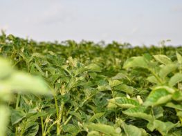 Вирощування картоплі-600