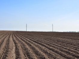 Вирощування картоплі-618