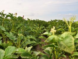 Вирощування картоплі-606