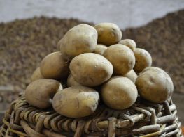 Вирощування картоплі-511