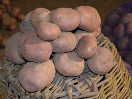 Вирощування картоплі-512