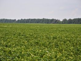 Вирощування картоплі-602