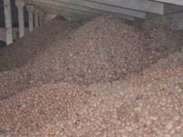 Вирощування картоплі-560