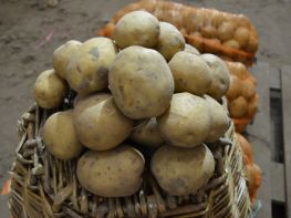 Вирощування картоплі-518