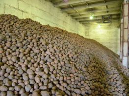 Вирощування картоплі-561