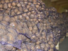 Вирощування картоплі-539