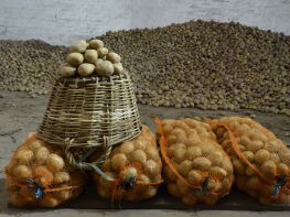 Вирощування картоплі-517