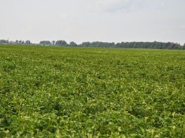 Вирощування картоплі-594