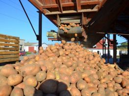 Вирощування картоплі-551