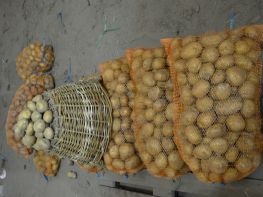 Вирощування картоплі-520