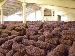 Вирощування картоплі-527