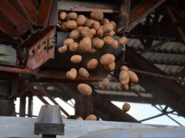 Вирощування картоплі-569