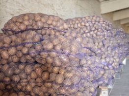 Вирощування картоплі-533