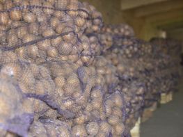 Вирощування картоплі-536