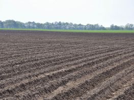 Вирощування картоплі-615