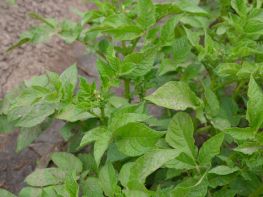 Вирощування картоплі-608