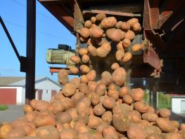 Вирощування картоплі-548