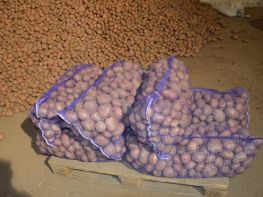 Вирощування картоплі-532