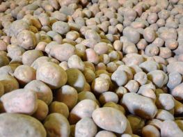 Вирощування картоплі-558