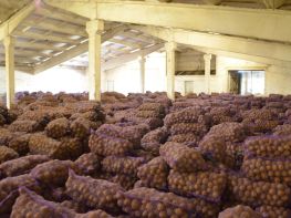 Вирощування картоплі-525