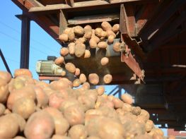 Вирощування картоплі-549