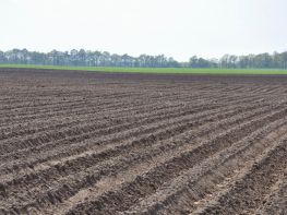 Вирощування картоплі-622