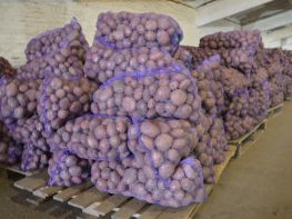Вирощування картоплі-530