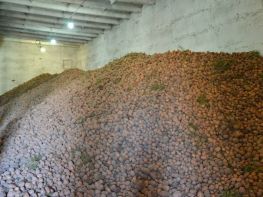 Вирощування картоплі-556