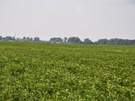 Вирощування картоплі-597