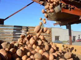 Вирощування картоплі-555