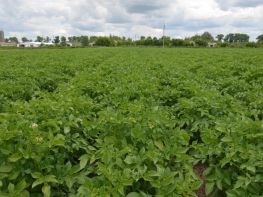 Вирощування картоплі-585