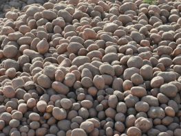 Вирощування картоплі-570